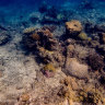 ‘Worst fears realised’: One-third of corals dead on section of Barrier Reef