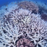 ‘Ecological grief’: communities, economy suffer from damage to Great Barrier Reef