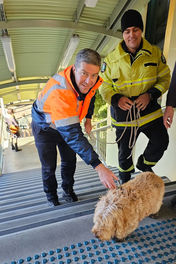 Spoodle named Heidi took a morning sprint along the T1 North Shore line during the morning peak.