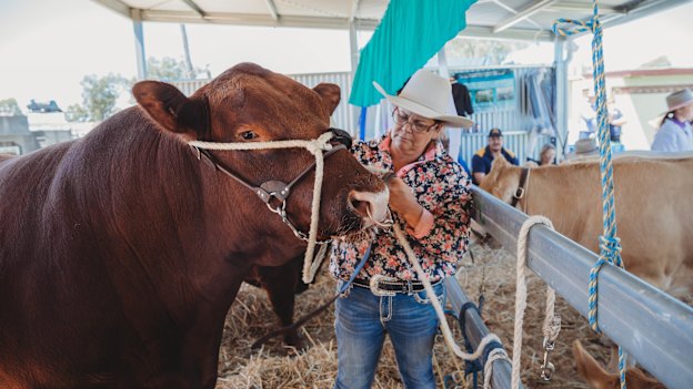 Cattle farmer Kirrily Johnson-Iseppi with her prize bull at the Oakey Show near Toowomba on Saturday. She says it’s “really disappointing” to miss out on the Royal Easter Show.