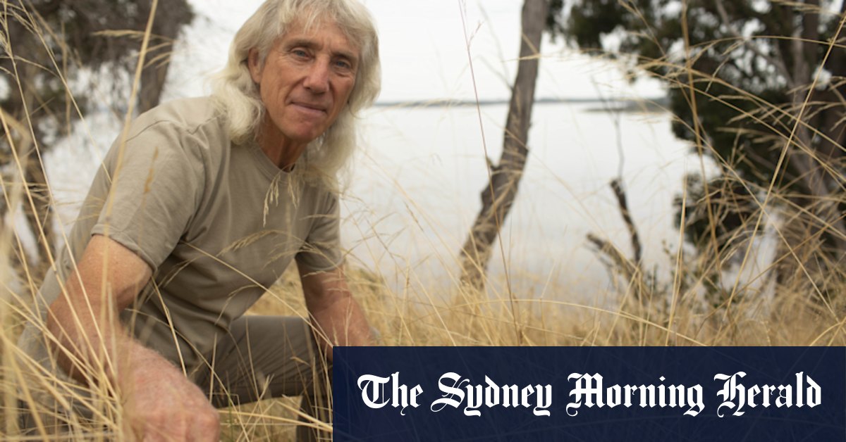 Fire-ravaged Mallacoota now plagued by wasps - Vimarsana News