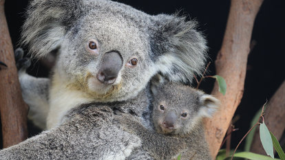 $2000 for an hour: Zoo’s offers to ‘impress guests’ with koalas in homes, hotels