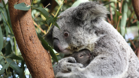 Koalas in a breeding program at the Australian Reptile Park.