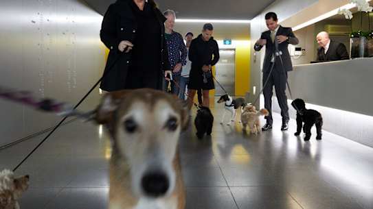 Pet-owning renters have established stronger rights, but will landlords dodge them by switching to holiday letting?