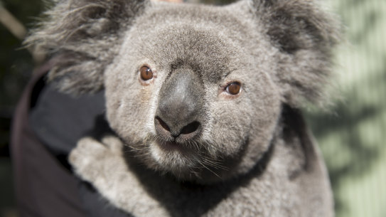 Koalas face threats on multiple fronts, including in Sydney's south-west where even the state's healthiest population are facing loss of habitat and humans move in.