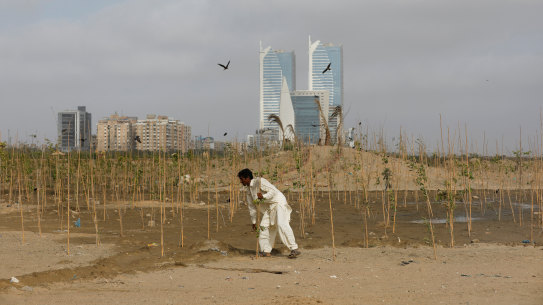 Lakshman, 40, pushes a stick used to support a seedling, as he works at Clifton Urban Forest, previously a garbage dumping site in Karachi, Pakistan.
