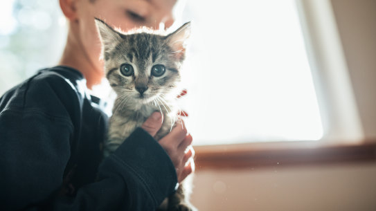 A child hugs an eight-week-old cat.