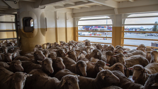 Sheep on board the Ocean Swagman, set to travel from Perth to the Middle East.