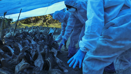 Health workers in protective suits begin culling of ducks after H5N8 strain of bird flu was detected among domestic birds in Alappuzha,  India, in 2021. 