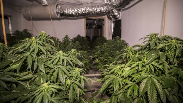 Spike in number of clandestine drug labs, cannabis grow houses in ACT