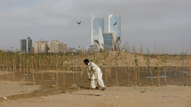From rubbish tip to urban forest: Pakistanis plant a new oasis