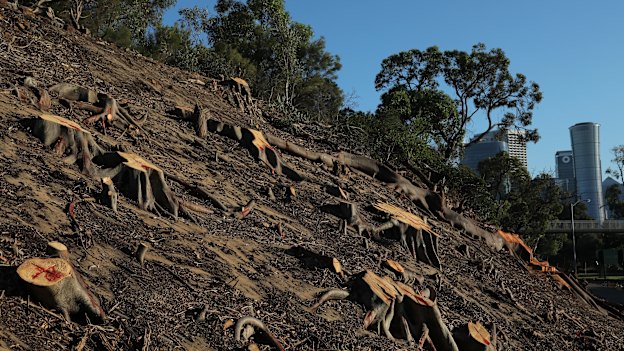 In Kings Park, only stumps remain of borer-infested century-old trees, some of which would have been worth “more than $500,000 each”, says the CSIRO’s Bruce Webber. “…In a city, no amount of resources will instantly create huge trees.”