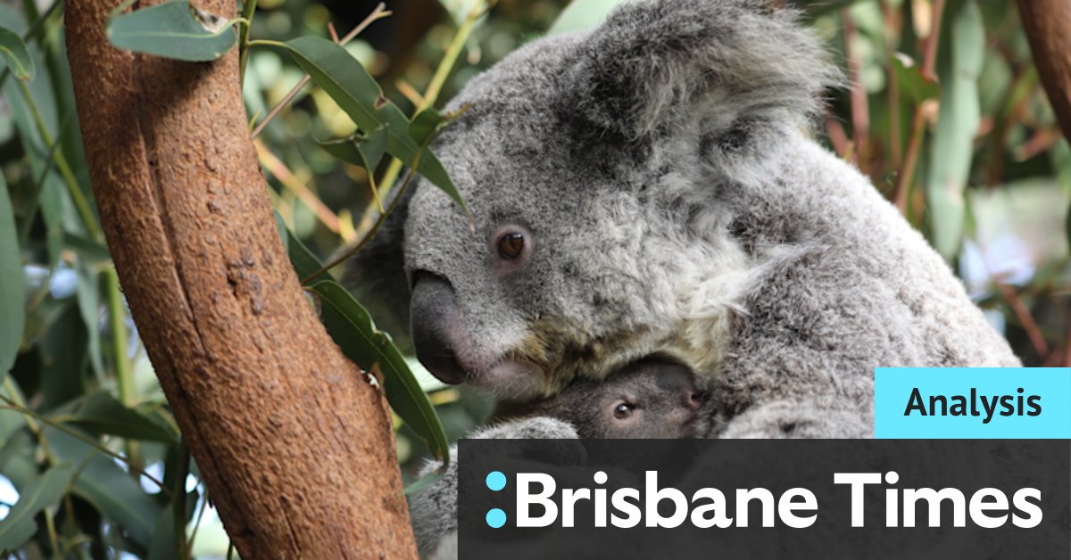 Saving the koala will take sacrifice as well as cash and concern - Vimarsana News