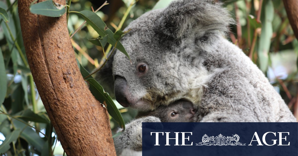 Endangered koalas focus of multi-million dollar NSW Government rescue package - Vimarsana News