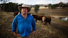 Marc Greening is a cattle breeder and beef producer in Wagga Wagga.