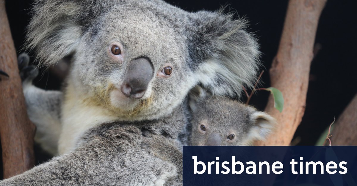 Penawaran kebun binatang untuk ‘membuat tamu terkesan’ dengan koala di rumah, hotel