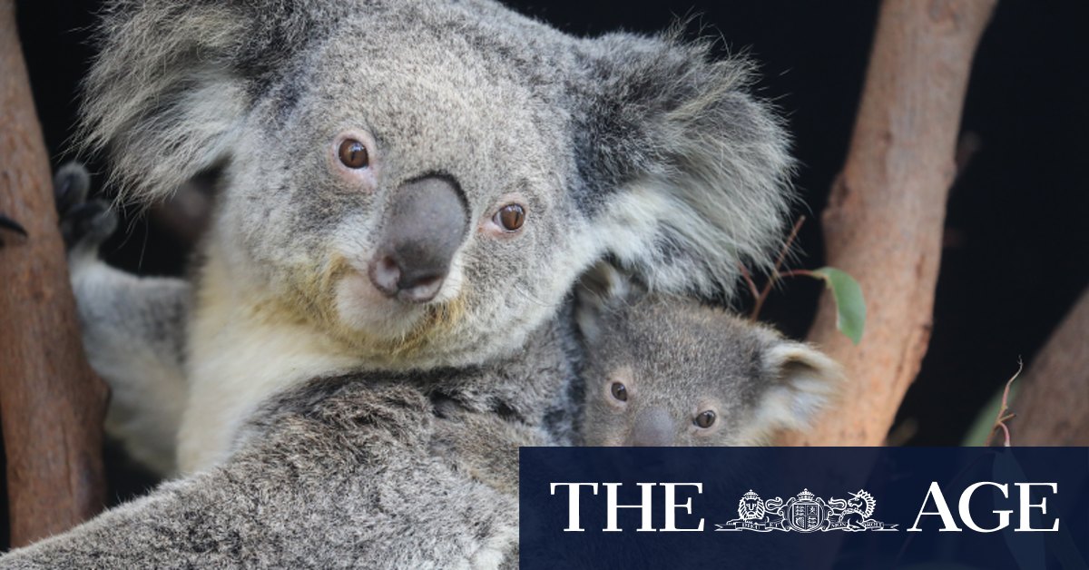 Penawaran kebun binatang untuk ‘membuat tamu terkesan’ dengan koala di rumah, hotel