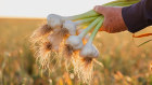 Garlic has been used for centuries because of its health properties.