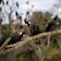 Carnaby’s black cockatoos near a pine plantation in Perth.