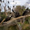 Carnaby’s black cockatoos near a pine plantation in Perth.