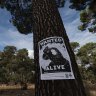 Last-ditch bid to stop Gnangara pine removal and save black cockatoos