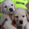 Scammers use puppies to prey on Black Friday bargain hunters