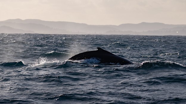Whales migrating north off the Sydney coastline.