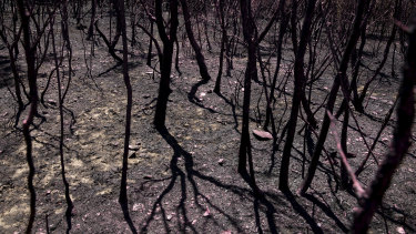 The Insurance Council of Australia said more than 20,000 claims had been received relating to bushfires since November 8. The current estimated loss is $1.65 billion.