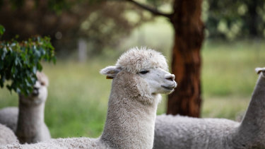 Las alpacas no tienen nombre, pero tienen mucho espacio para deambular.