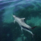 A dolphin mother and calf in Shark Bay, Western Australia. 
