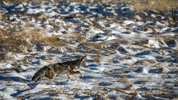 Climate change is altering America's first national park so quickly that plants and animals may not be able to adapt. 