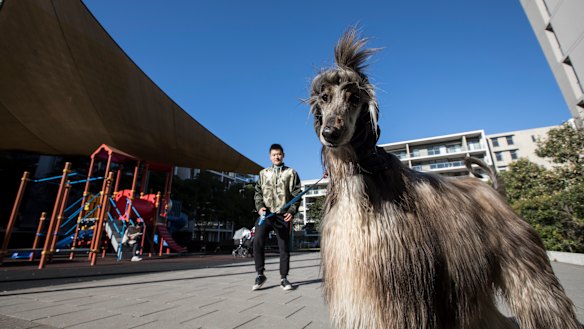 Ex-Pokemon go fan Marcus Li walks his dog Arden in Peg Paterson Park, Rhodes.