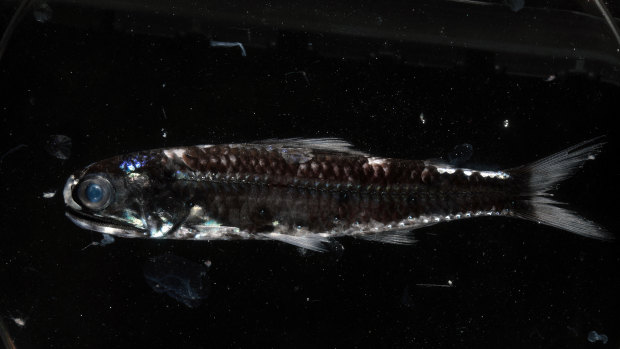 A Lanternfish, which was found to have multiple rod receptors in its eyes, allowing it to see colours at great depths.