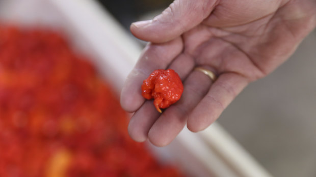 A Carolina Reaper variety of chilli.