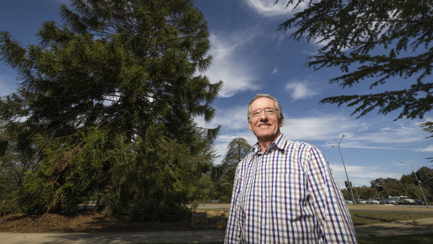 Duncan MacLennan with a bunya bunya pine tree in Barton that has been slated for removal.