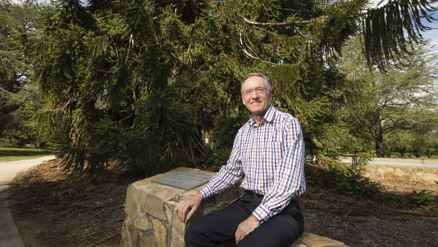 The National Capital Authority's urban tree manager Duncan MacLennan with a bunya bunya pine tree in Barton.