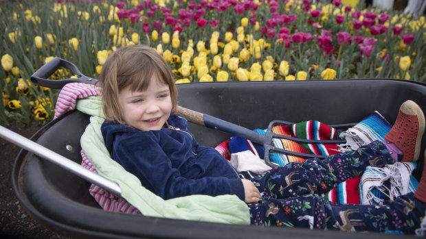 Celeste Roberts, 3, taking a rest from collecting Floriade bulbs for the Weetangara school fete on Monday. 