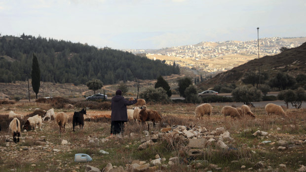 A Palestinian shepherd herds her flock at Givat Hamatos settlement in east Jerusalem.