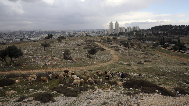 A Palestinian shepherd herds his flock at Givat Hamatos settlement in east Jerusalem.