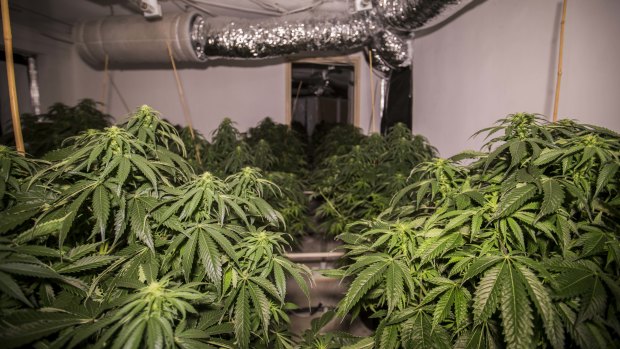 Cannabis plants at a Macgregor house that was raided by police on Tuesday.