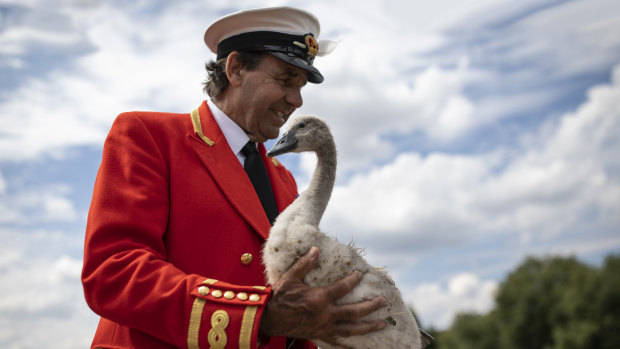 The Sovereign’s Swan Marker David Barber checks a cygnet during the annual Swan Upping census.