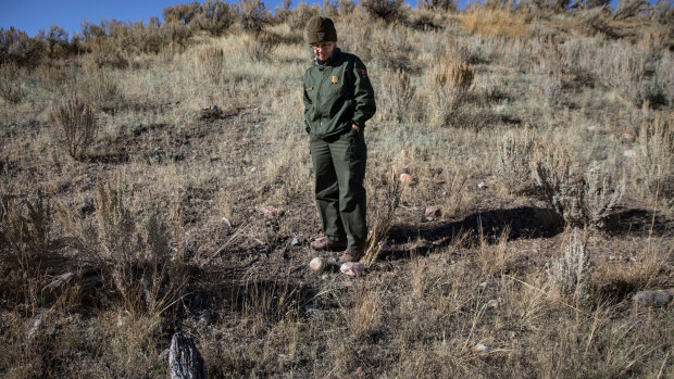 Ann Rodman, a scientist who works at Yellowstone, stands in a field of cheatgrass.