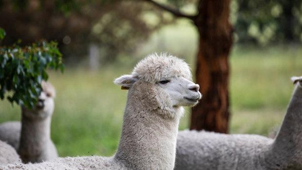 The alpacas don't have names, but they have a lot of space to roam in.