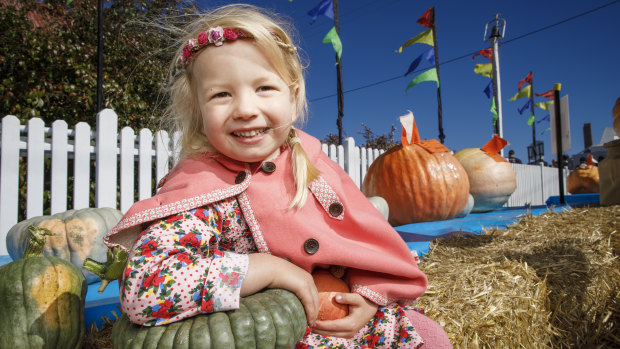 Four-year-old Molly Stone-Purtell at the Collector Pumpkin Festival