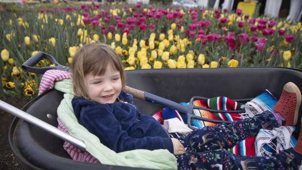 Celeste Roberts, 3, taking a rest from collecting Floriade bulbs for the Weetangara school fete on Monday. 