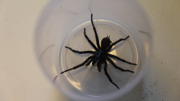 Just in time for Christmas, the Australian Reptile Park has received a massive amount  funnel-web spiders  