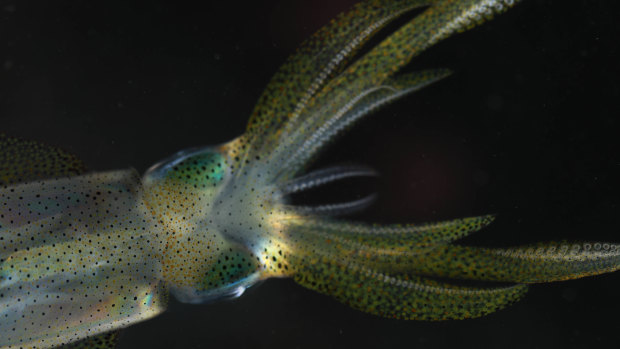 Researchers from the Queensland Brain Institute at UQ have created the most detailed maps yet made of the brains of reef squid.