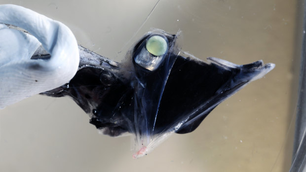 The tub-eye fish, which has five rod receptors in its eyes.