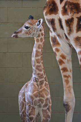 The baby giraffe will grow to an adult height and weight of nearly 6 metres and 2000kg.