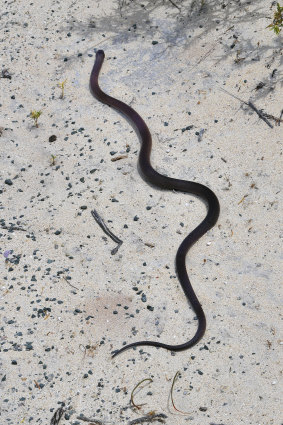 Watch out for dugite snakes among  the sand dunes.